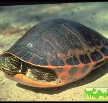 Pseudemys alabamensis (Алабамская краснобрюхая)