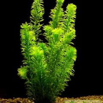 Elodea densa