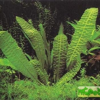Aponogeton bernierianus