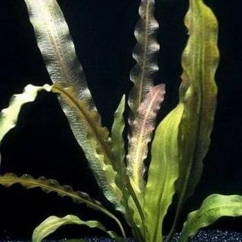 Aponogeton rigidifolius