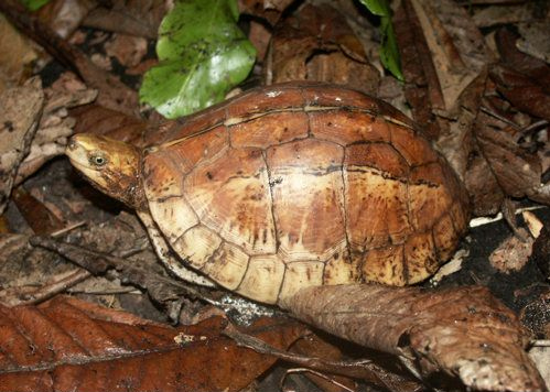 Cuora hainanensis