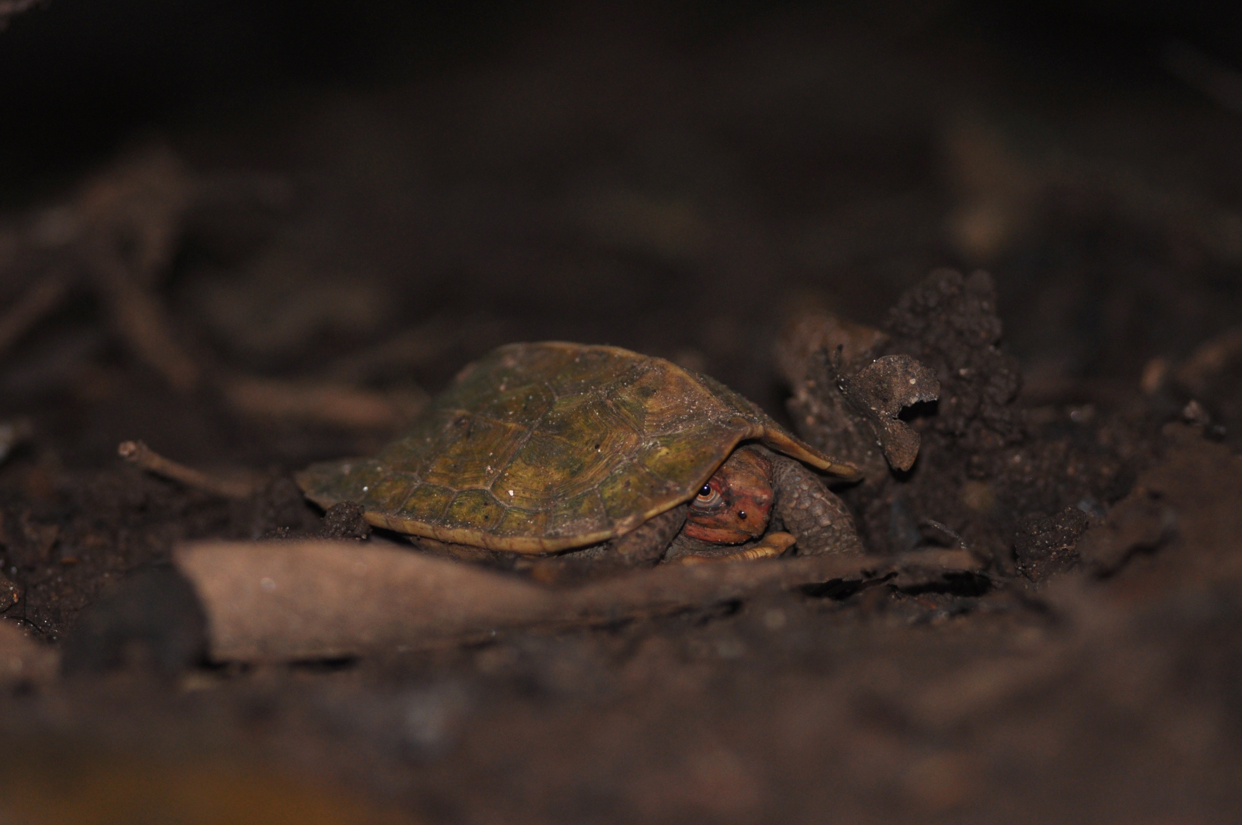 Heosemys silvatica