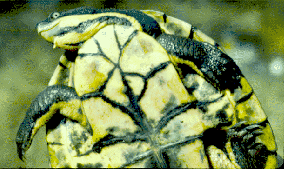 Elseya purvisi