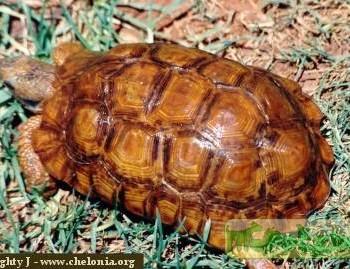 Kinixys lobatsiana