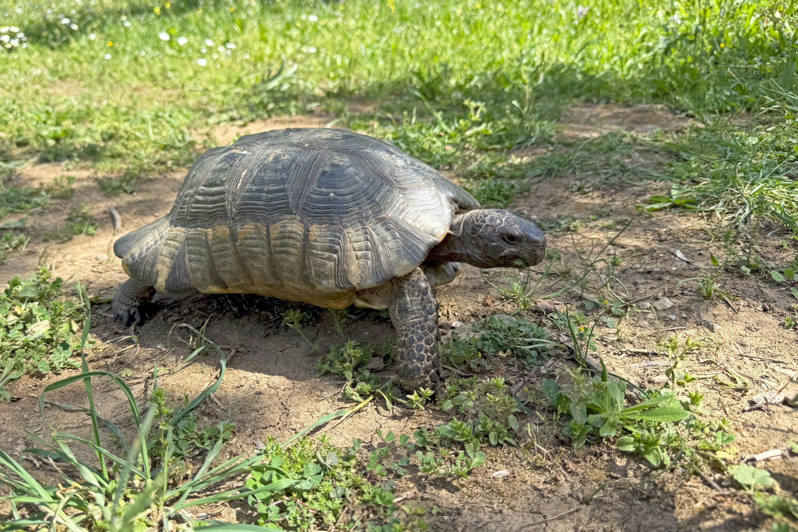 Testudo weissingeri (Пелопонесская)