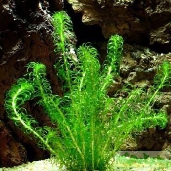 Lagarosiphon muscoides
