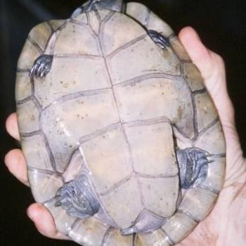 Peltocephalus dumeriliana (Гвианская щитоногая, Большеголовая бокошейная амазонская)