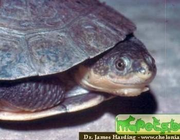 Phrynops gibbus (Выпуклая, Черепаха Гибба килевая)