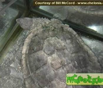 Rheodytes leukops (Черепаха реки Фитцрой)