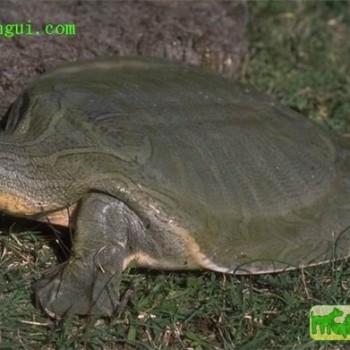 Chrysemys picta
