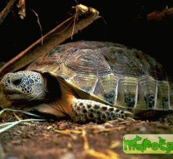 Gopherus flavomarginatus