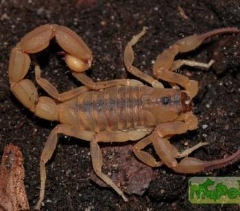 Odonthurus dentatus
