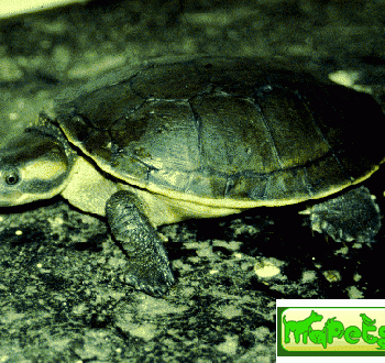 Emydura australis