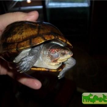 Kinosternon hirtipes