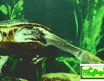 Chelodina burrungandjii