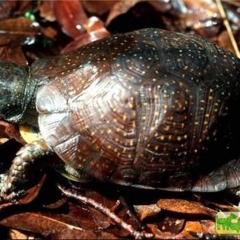 Terrapene nelsoni (Пятнистая коробчатая)