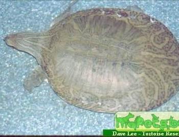 Chitra indica