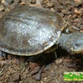 Phrynops tuberculatus (Жабоголовая бугорчатая)