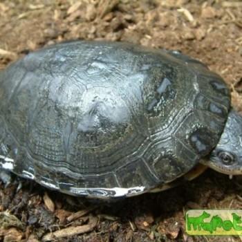 Phrynops vanderhaegei (Жабоголовая Вандерхага)