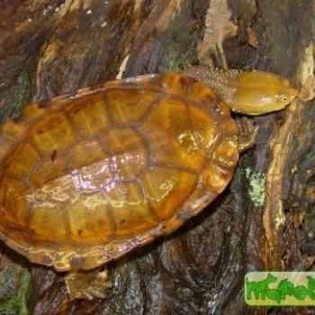 Hydromedusa maximiliani