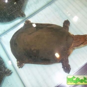 Cycloderma aubryi