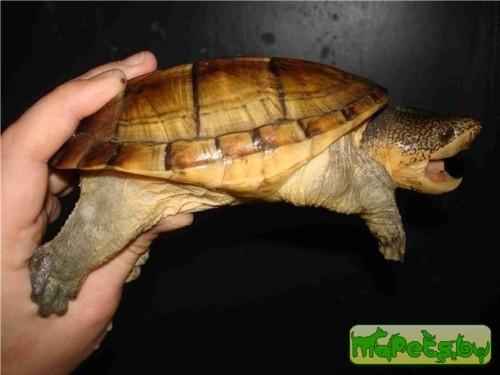 Acanthochelys macrocephala