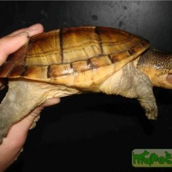 Acanthochelys macrocephala
