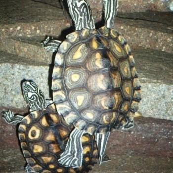 Graptemys flavimaculata