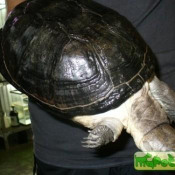 Pelusios rhodesianus (Иловая Хьюита, Изменчивая складная)