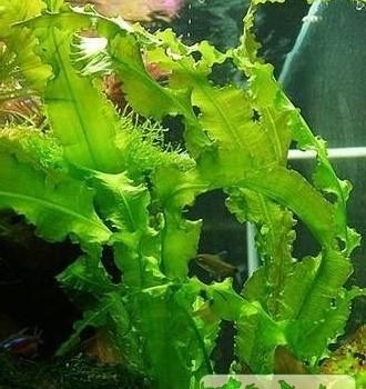 Aponogeton decaryi