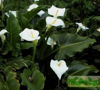Zantedechia aethiopica