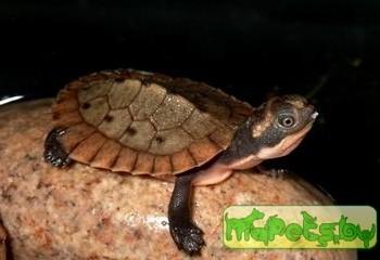 Elseya novaeguineae