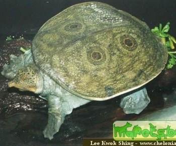 Nilssonia formosa (Красивый трионикс)