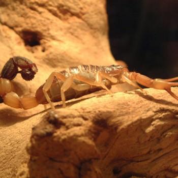 Parabuthus leiosoma