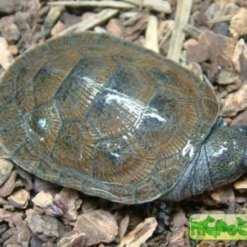 Erymnochelys madagascariensis