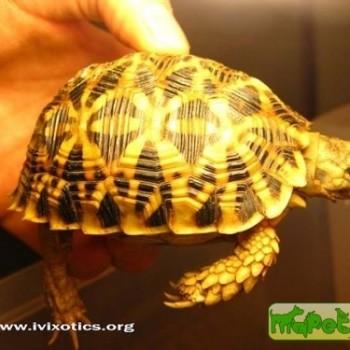 Psammobates oculiferus (Зубчатая)