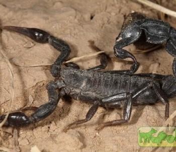 Hottentotta zagrosensis