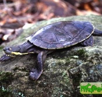 Phrynops dahli (Колумбийская лягушковая, Каррачина)