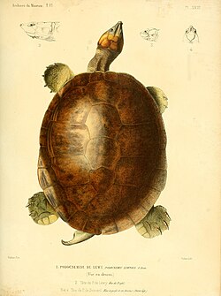 Podocnemis lewyana (Рио Магдалена, Колумбийская щитоногая)