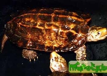 Geoemyda yuwonoi