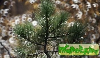 Защитники природы посадят три миллиона сосен в Архангельской области