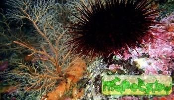 Ученые обнаружили малоизученные организмы в глубинах Японского моря