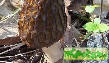 Грибы самостоятельно создают ветер для распыления спор.