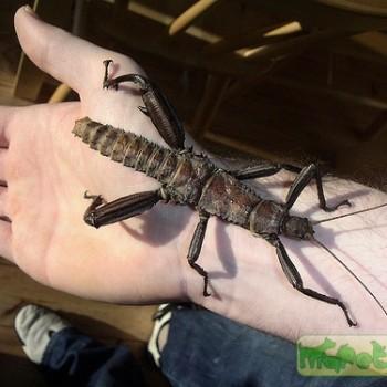 Eurycantha calcarata