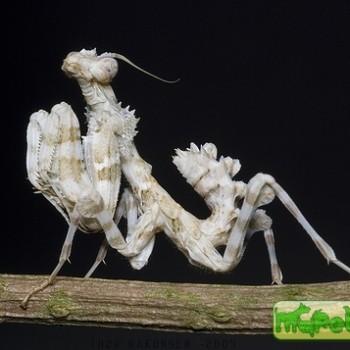 Blepharopsis mendica