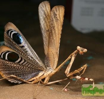 Pseudempusa pinnapavonis