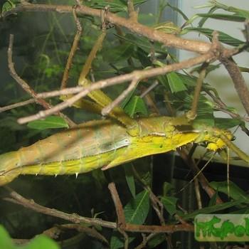 Heteropteryx dilatata