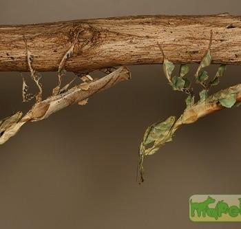 Phyllocrania paradoxa