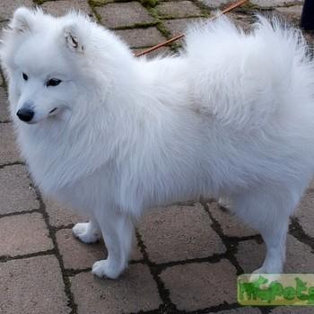 Японский шпиц