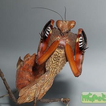 Deroplatys dessicata
